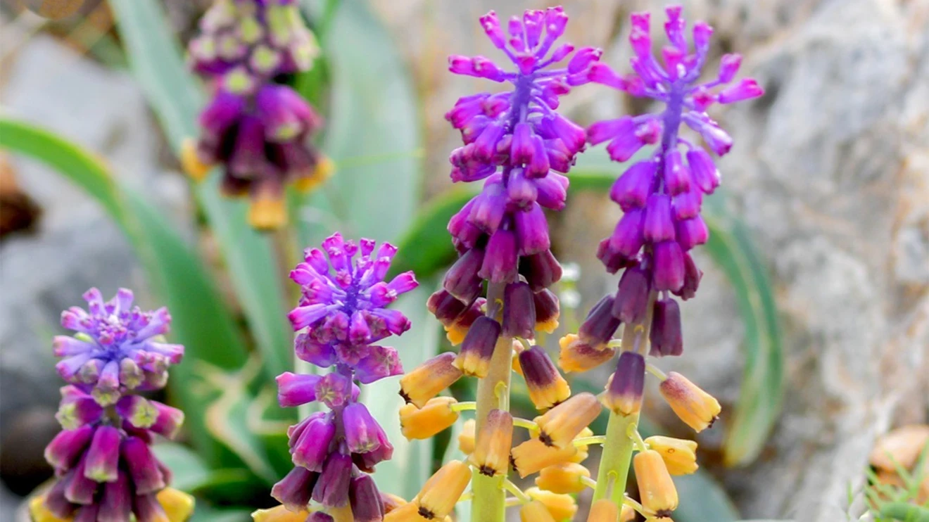 A new plant species has been introduced to the scientific world